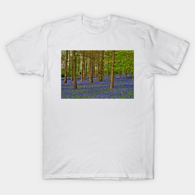 Bluebells Bluebell Woods Greys Court Oxfordshire UK T-Shirt by AndyEvansPhotos